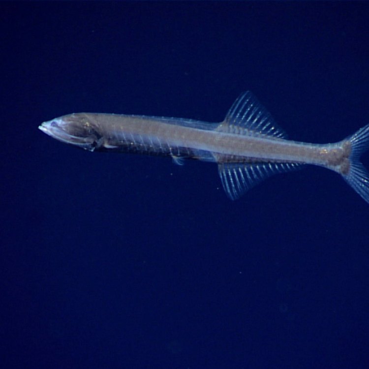 A Closer Look at Bristlemouth: The Mysterious Deep-Sea Predator