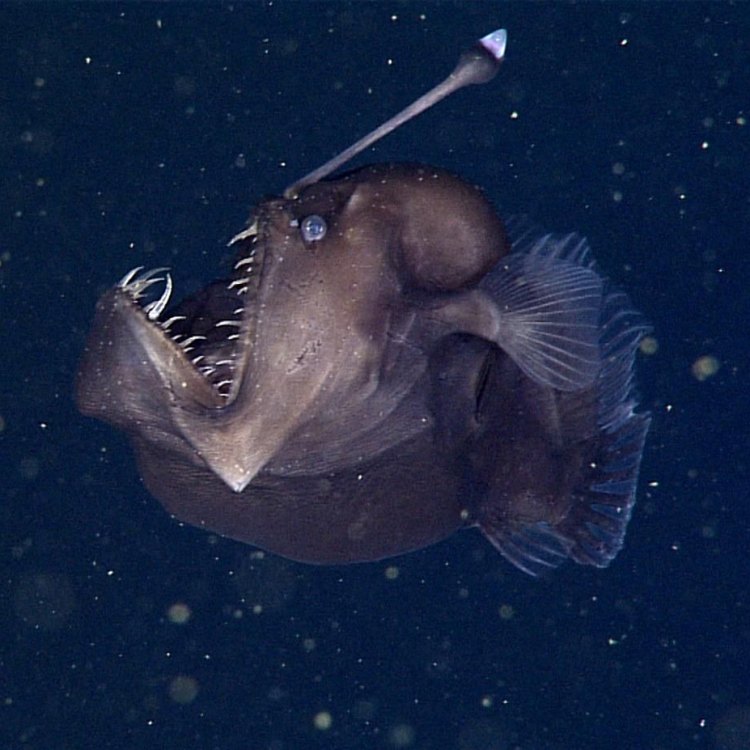The Mysterious World of the Sea Devil: Exploring the Depths of the Deep Sea