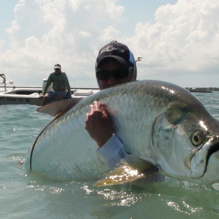 The Mighty Tarpon: An Incredible Species of Fish