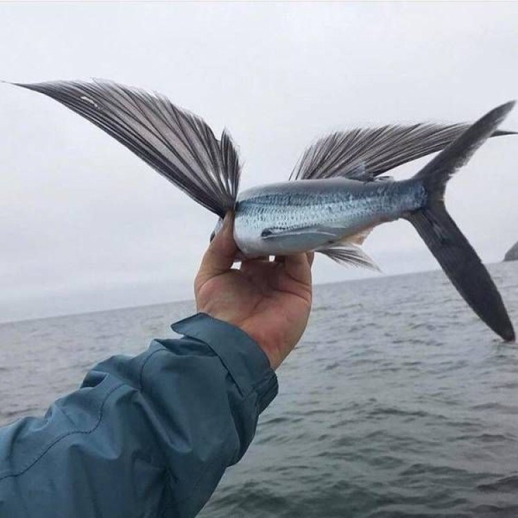 The Incredible World of the California Flyingfish