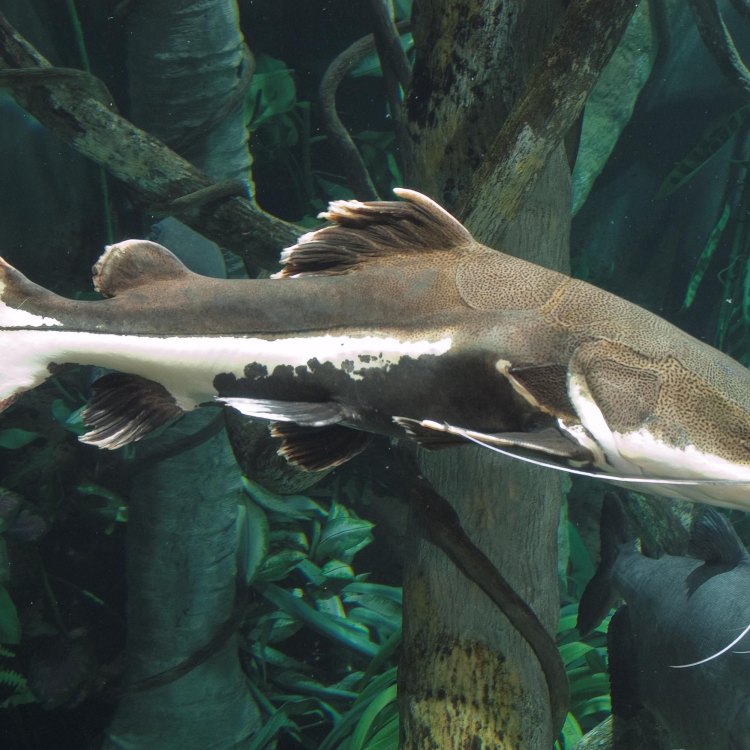 The Fascinating World of the Thorny Catfish