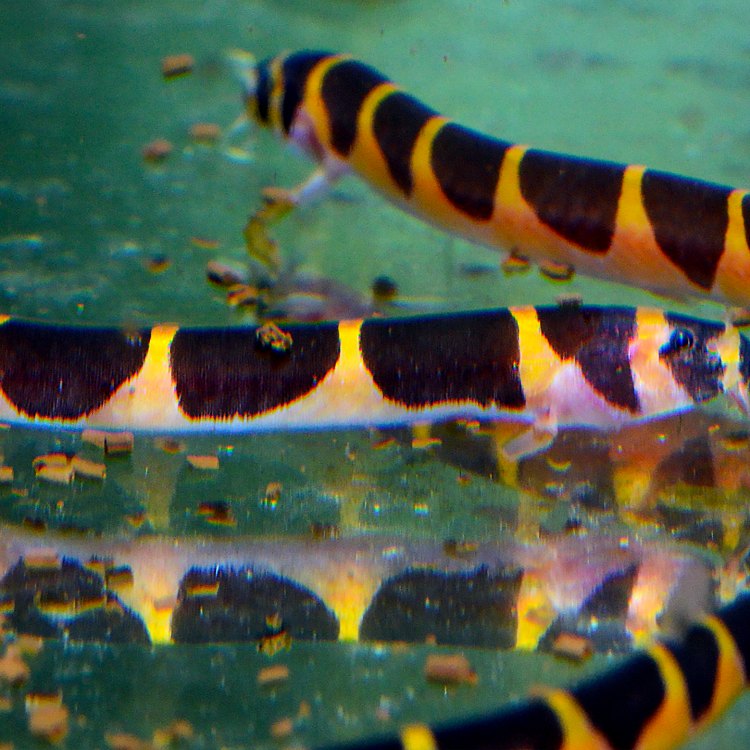 Intriguing and Mysterious: The Fascinating Kuhli Loach
