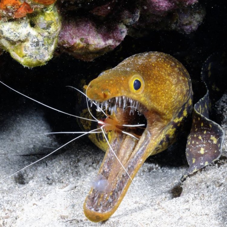 The Intriguing World of the Snubnose Parasitic Eel