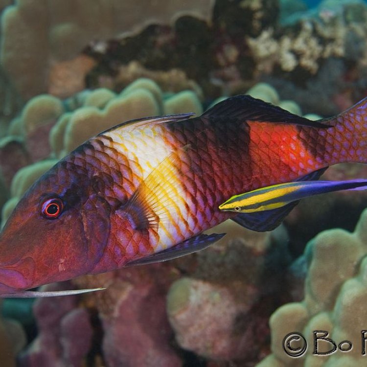 The Bicolor Goat Fish: Exploring the Unique Features of This Colorful Reef Dweller