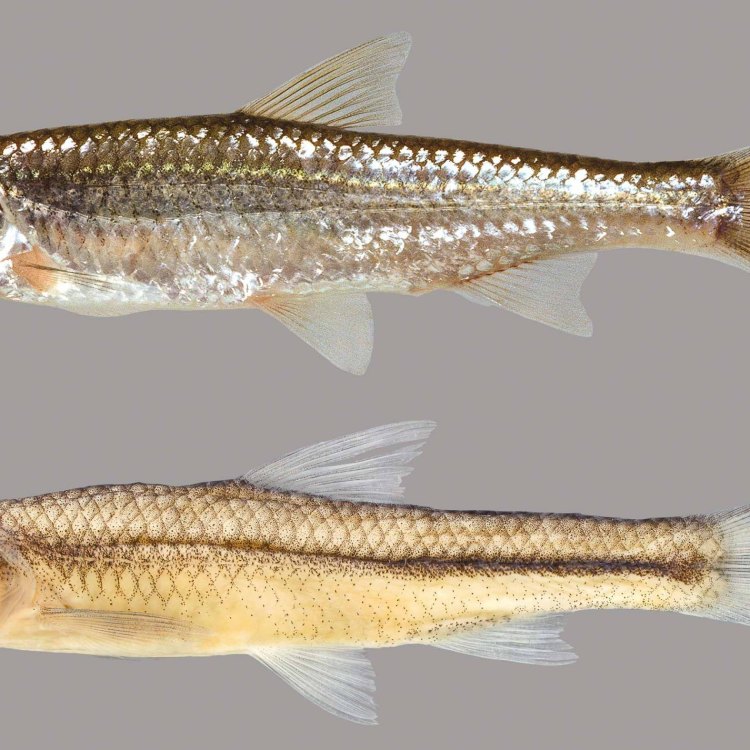 The Bluntnose Minnow: A Fascinating Species Found Across North America