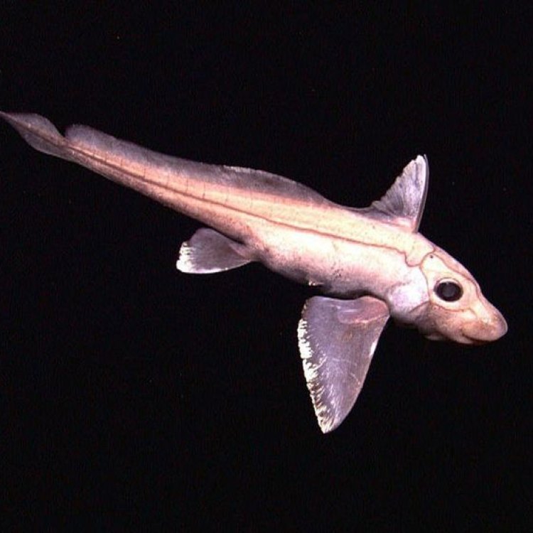 The Mysterious Chimaera: Exploring the Depths of the Deep Sea