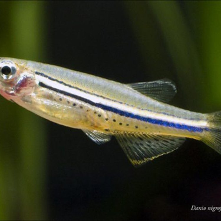 The Fascinating World of the Burma Danio Fish