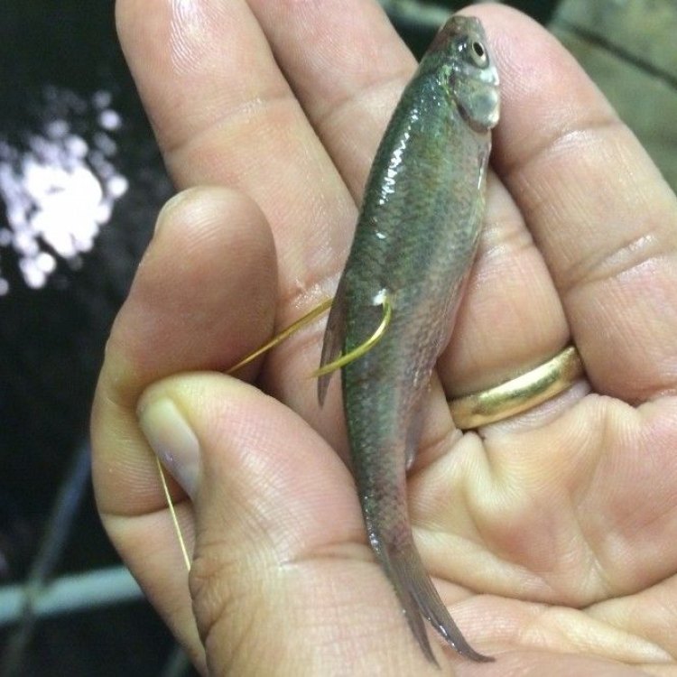 The Stoneroller Minnow: A Small but Mighty Fish of Eastern and Central United States