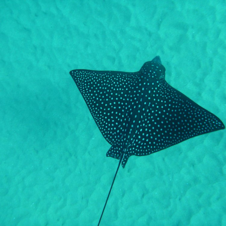 The Fascinating World of the Eagle Ray: A Majestic Ocean Creature