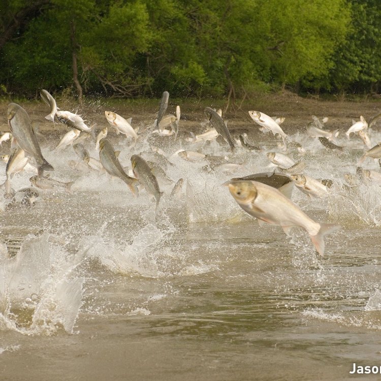 Introducing the Mighty Asian Carp: A Menace in Our Waterways