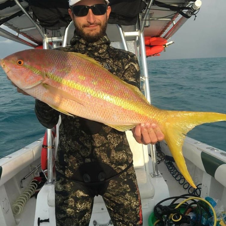 The Colorful and Delicious Yellowtail Snapper: A Hidden Gem in the Western Atlantic