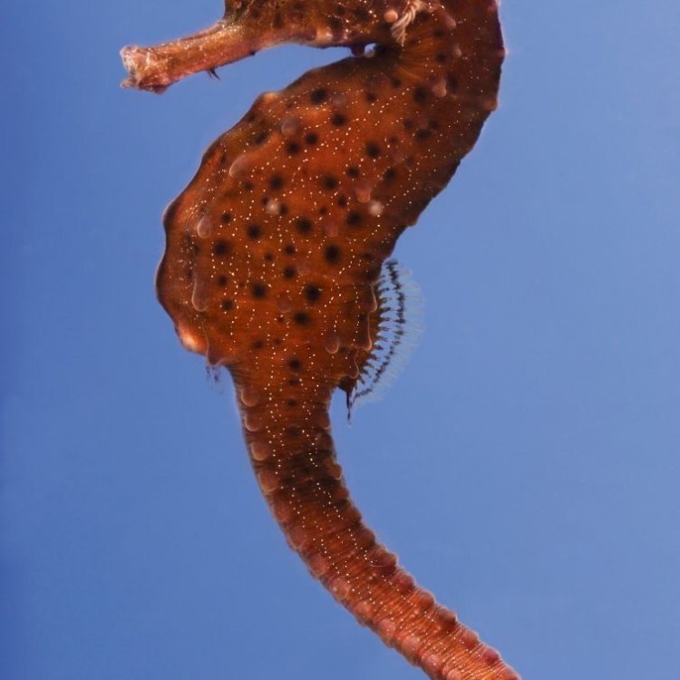 The World of Seahorses: Discovering the Charismatic Hippocampus