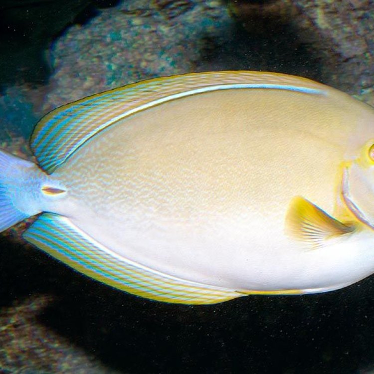 The Dazzling Yellowfin Surgeonfish: A Vibrant Tropical Fish from the Indo-Pacific