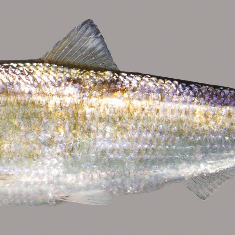 Discover the Fascinating World of Shad: A Fish with Anadromous Charms