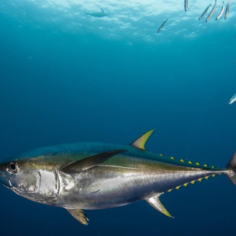 The Thrilling World of Yellowfin Tuna: The Ultimate Catch for Anglers