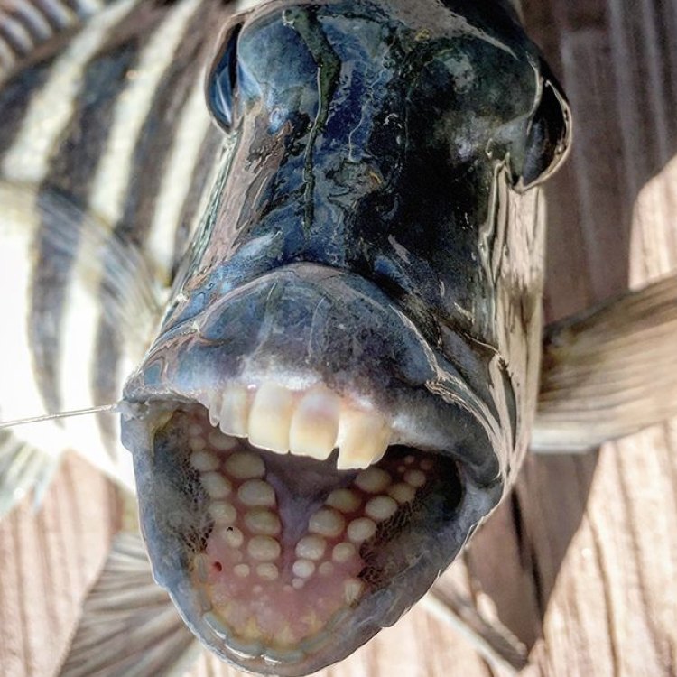 Finding Beauty in the Sheepshead Minnow