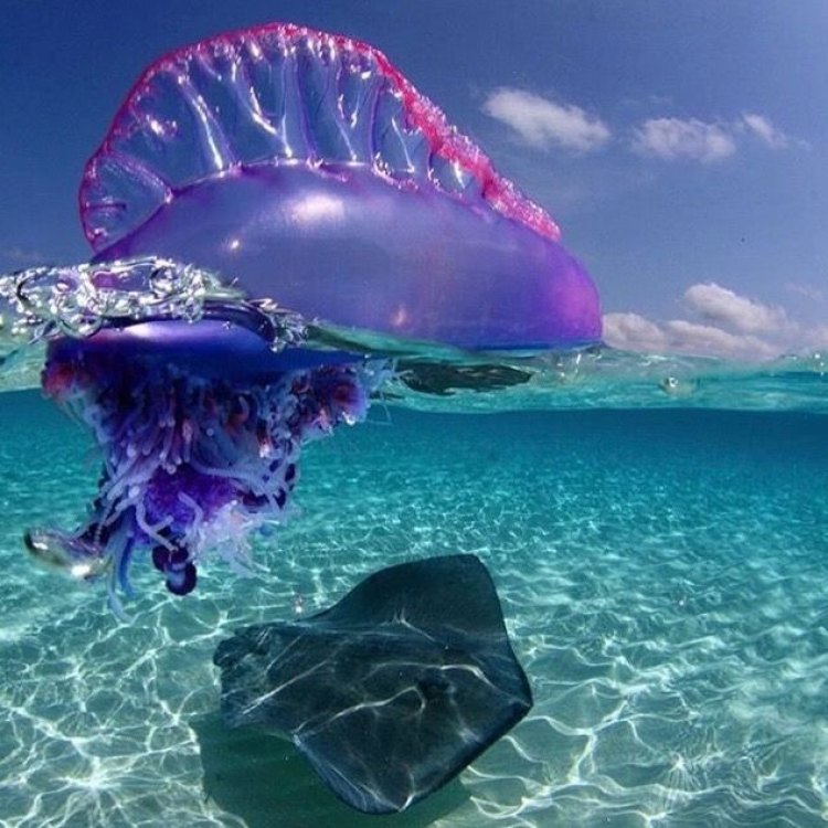 Man Of War Fish: The Captivating Creature of the Open Ocean