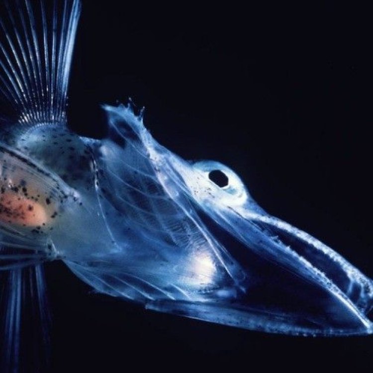The Mysterious Crocodile Icefish: Surviving the Harsh Antarctic Waters
