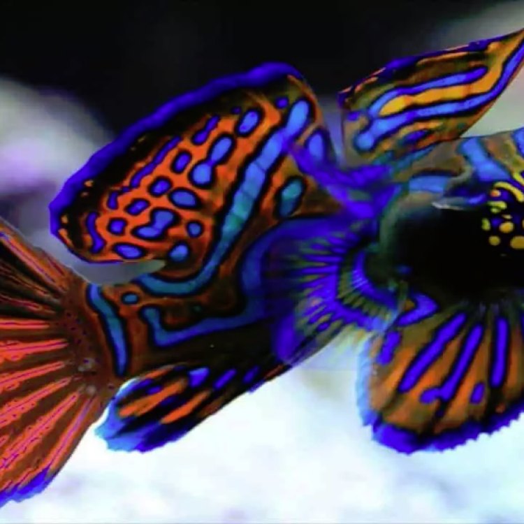 The Fascinating Bandfish – An Elusive Deep-Sea Creature