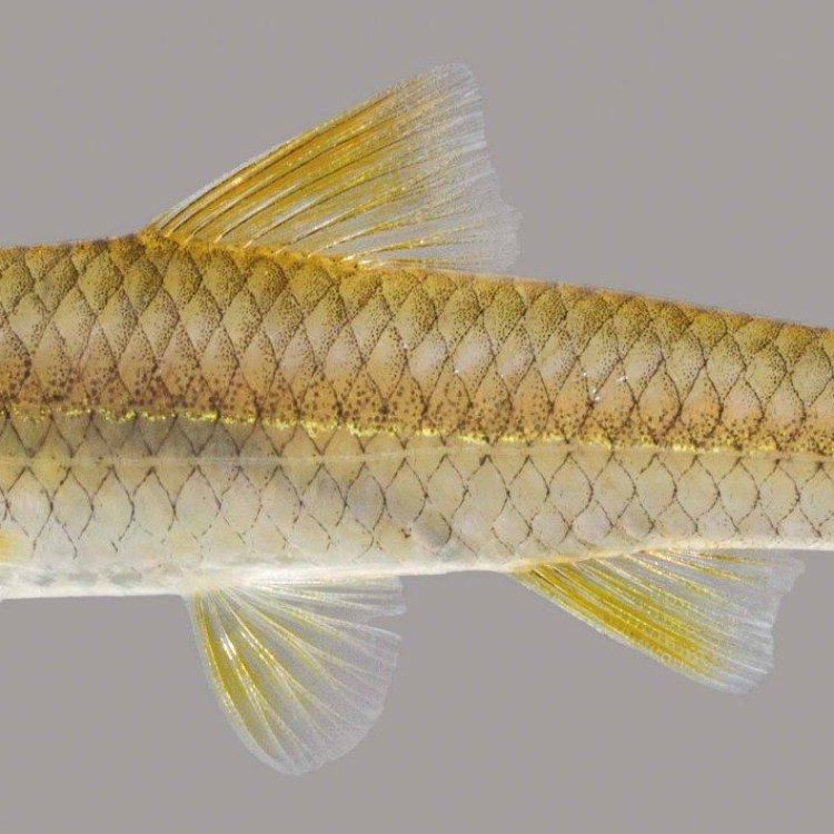 The Fascinating World of the Longnose Dace: A Native Fish of North America