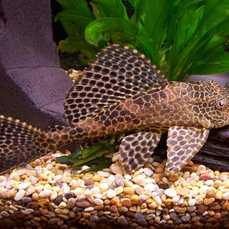 The Fascinating and Mysterious World of the Armoured Catfish