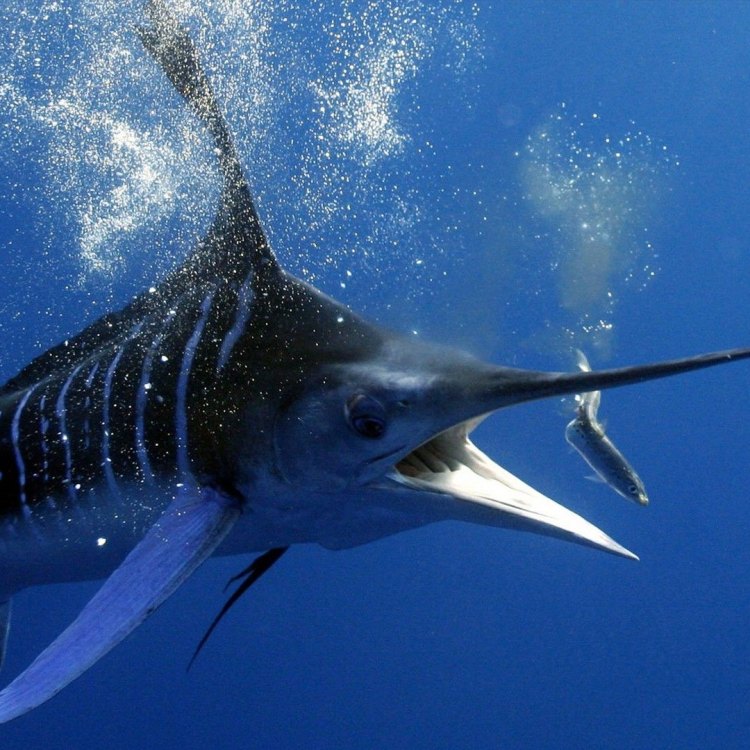 The Mighty Swordfish: Master of the Open Ocean