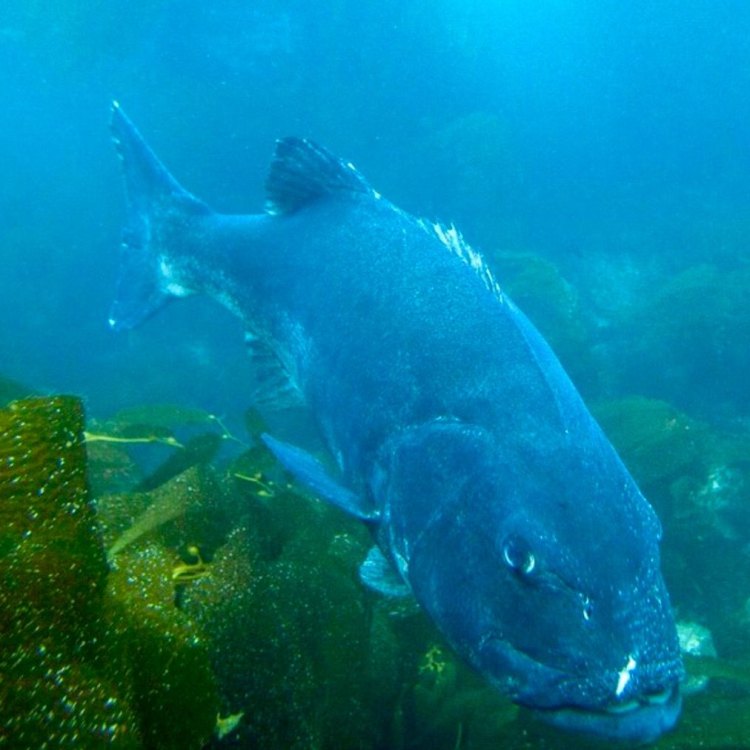 The Magnificent Giant Sea Bass: An Ambassador of the Eastern Pacific Ocean