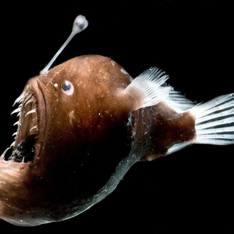 The Mysterious Anglerfish: Uncovering the Secrets of the Deep-Sea Predator