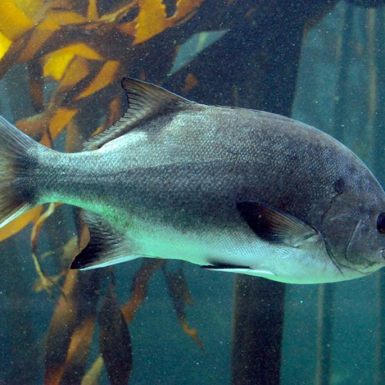 Meet the Galjoen Fish: South Africa's Unique Coastal Dweller