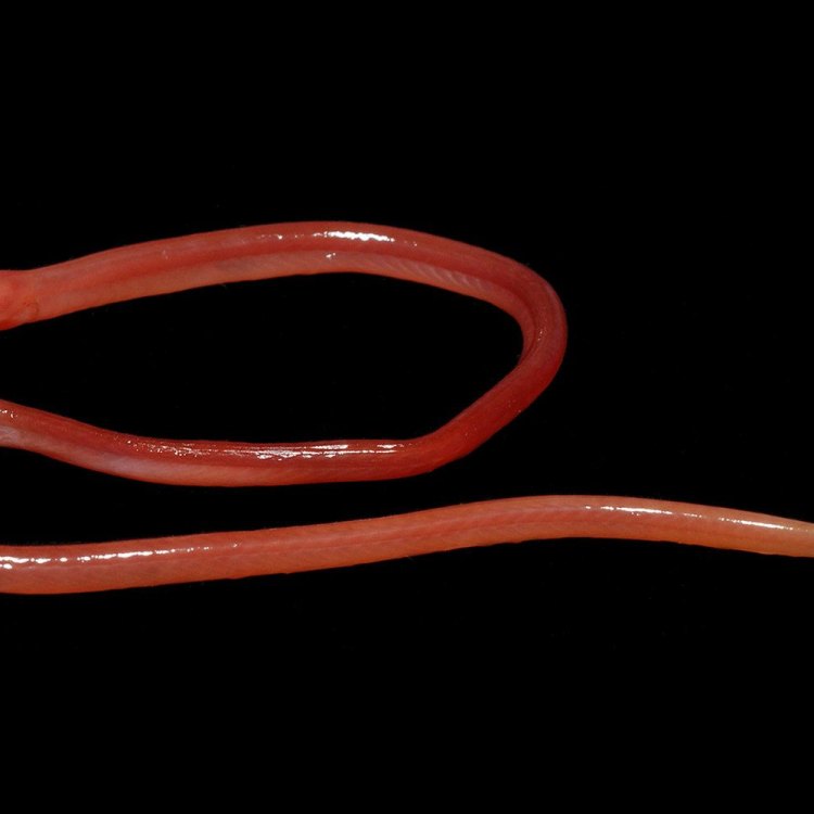 Monopterus albus