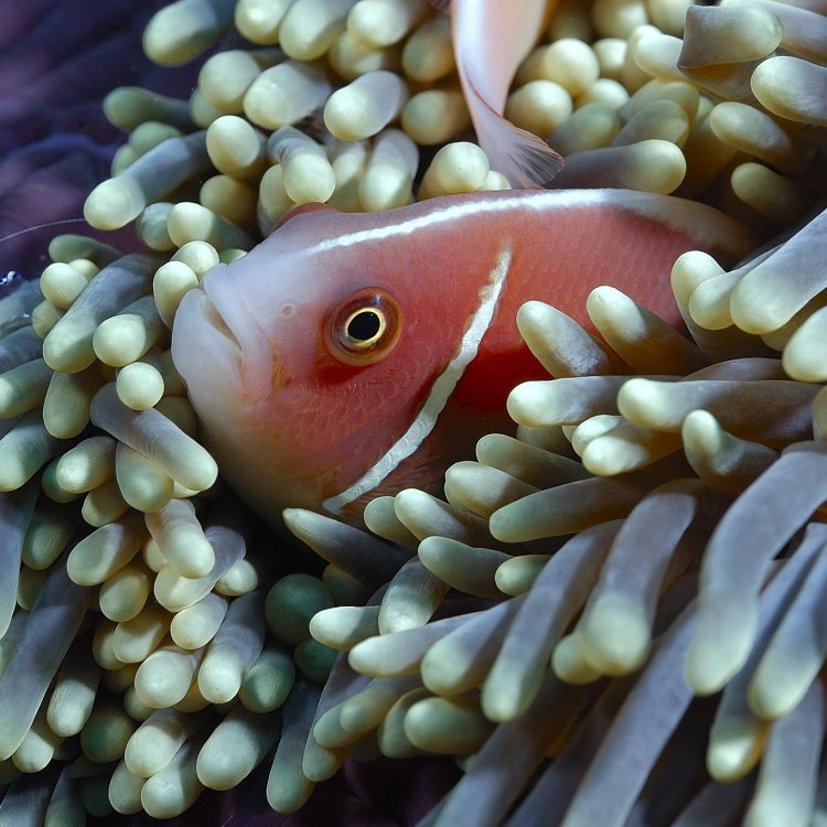 The Enchanting World of the Anemonefish