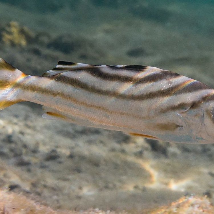 The Illusive Grunter: A Sneaky Coastal Fish