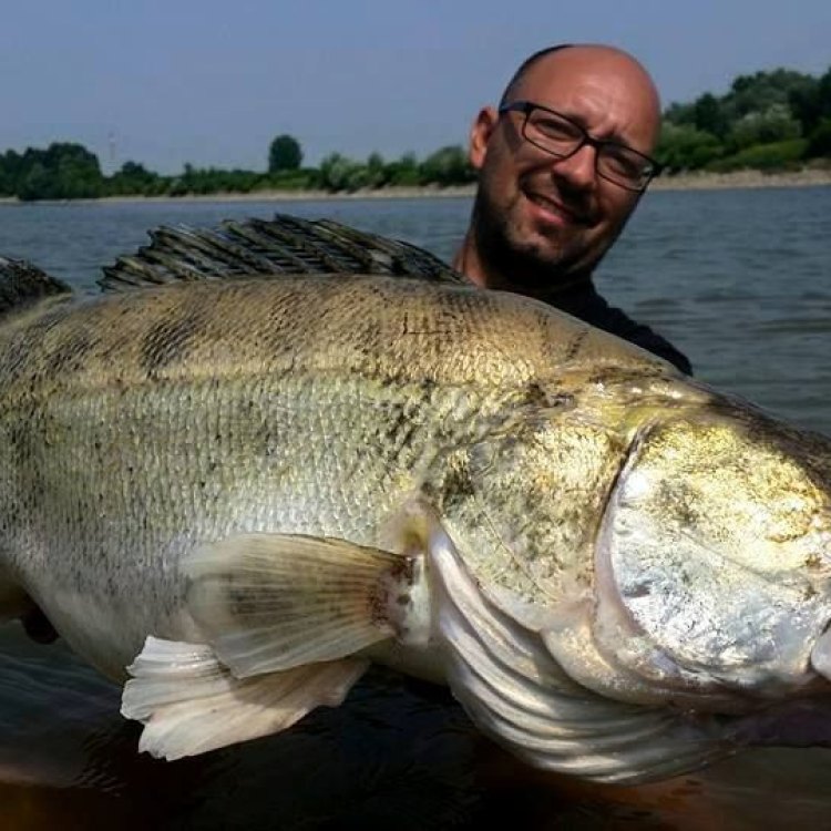 The Mighty Zander: A Predator of Freshwater Rivers and Lakes