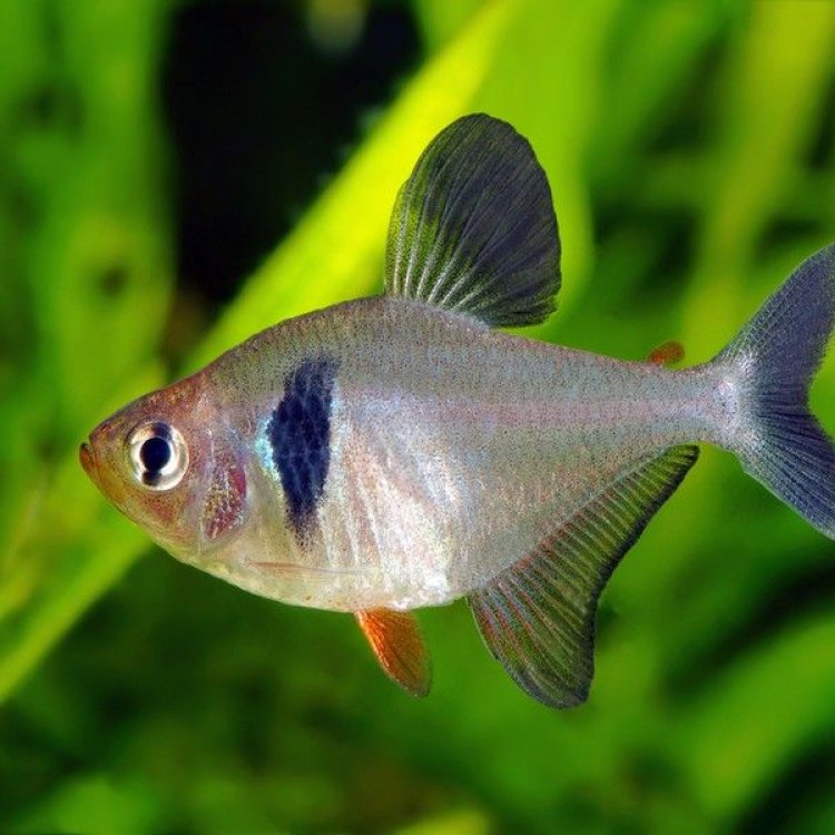 The Fascinating Black Tetra: An Icon of Freshwater Fish from South America