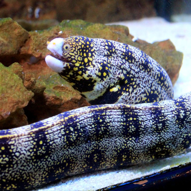 Discovering the Mysteries of the Spiny Eel: A Fascinating Look Into This Elusive Freshwater Fish