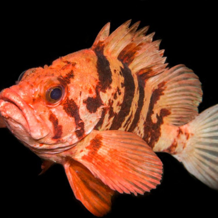 The Colorful World of Rockfish: Discovering the Underwater Beauty