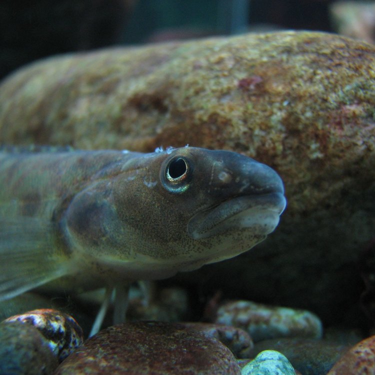 Meet the Eelpout: A Fascinating and Misunderstood Fish of North America