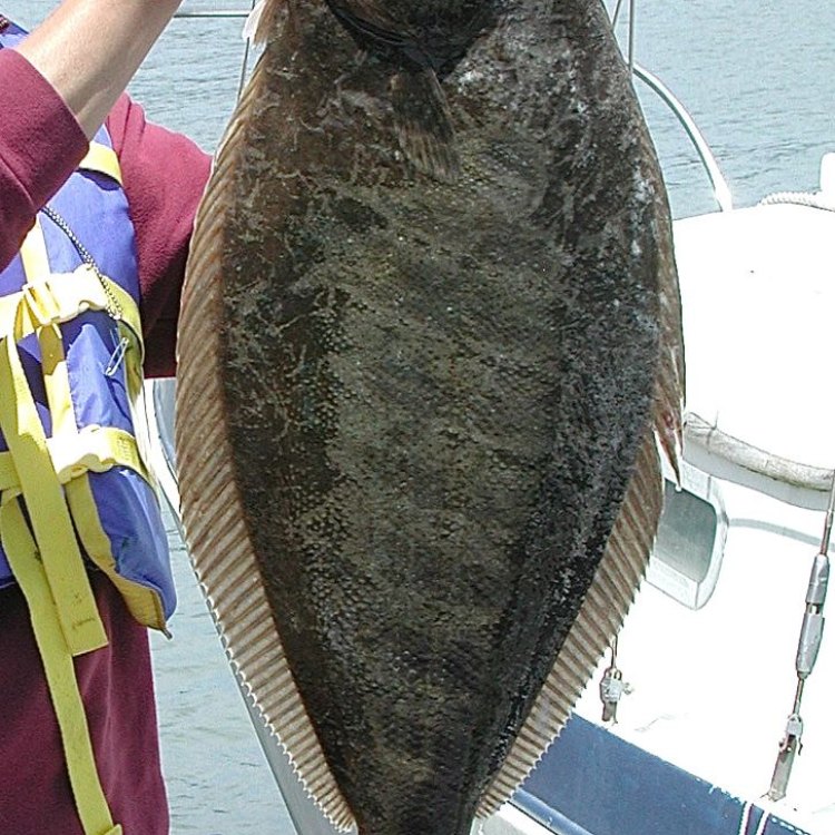 The Mighty Atlantic Halibut: An Elusive and Remarkable Fish