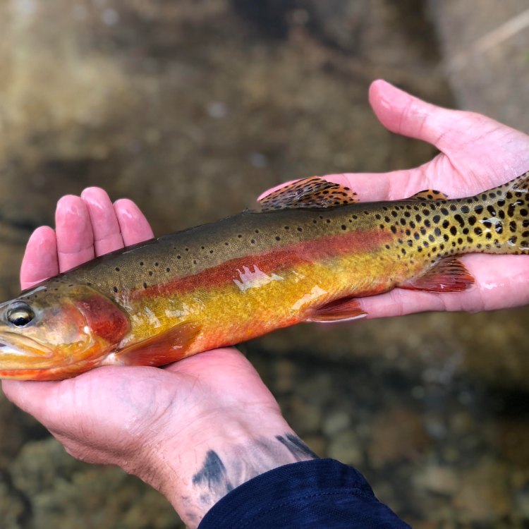 The Golden Trout: A Treasure of the Sierra Nevada Mountains