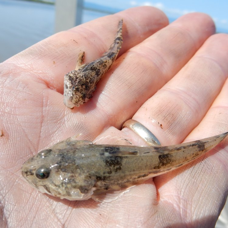 The Unusual and Fascinating Slimy Sculpin