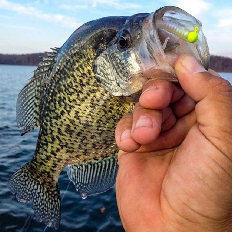 The Fascinating World of Crappie: A Freshwater Delight