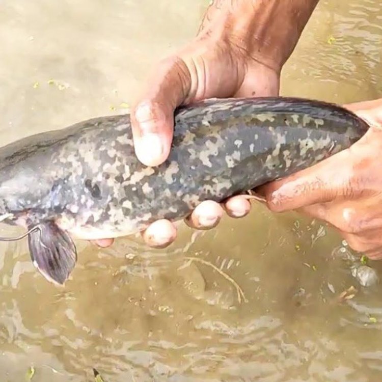 The Fascinating World of the Mud Catfish