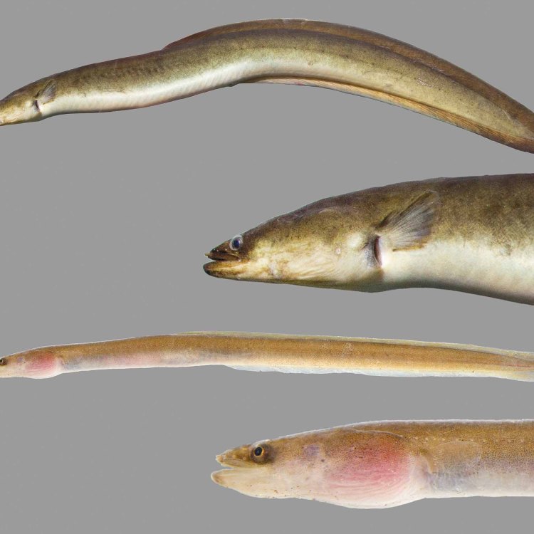 The Fascinating Snubnose Eel: A Mysterious Creature of the Sea