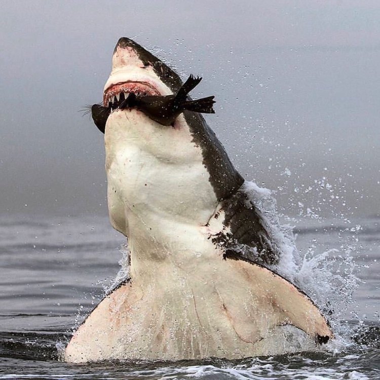 The Mighty White Shark: Exploring the World's Most Feared Predator