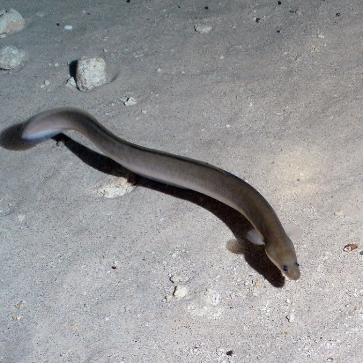 The Fascinating Duckbill Eel: A Rare and Enigmatic Creature of the Deep-Sea