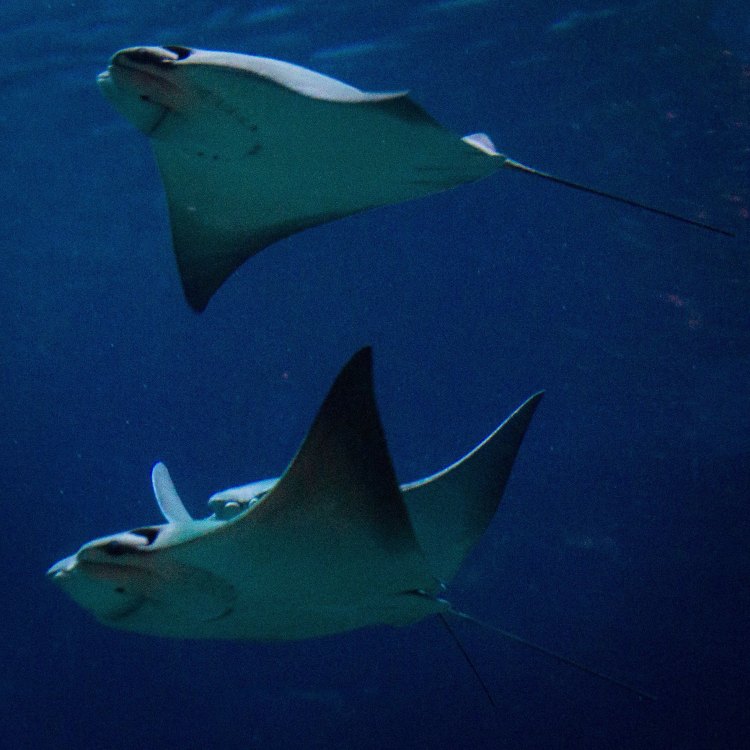 Cownose Ray: The Gentle Giant of Coastal Waters