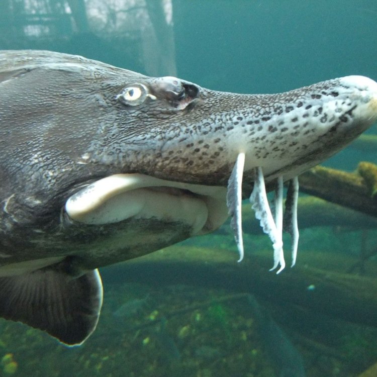 The Beluga Sturgeon: A Prehistoric Giant of Freshwater and Brackish Water