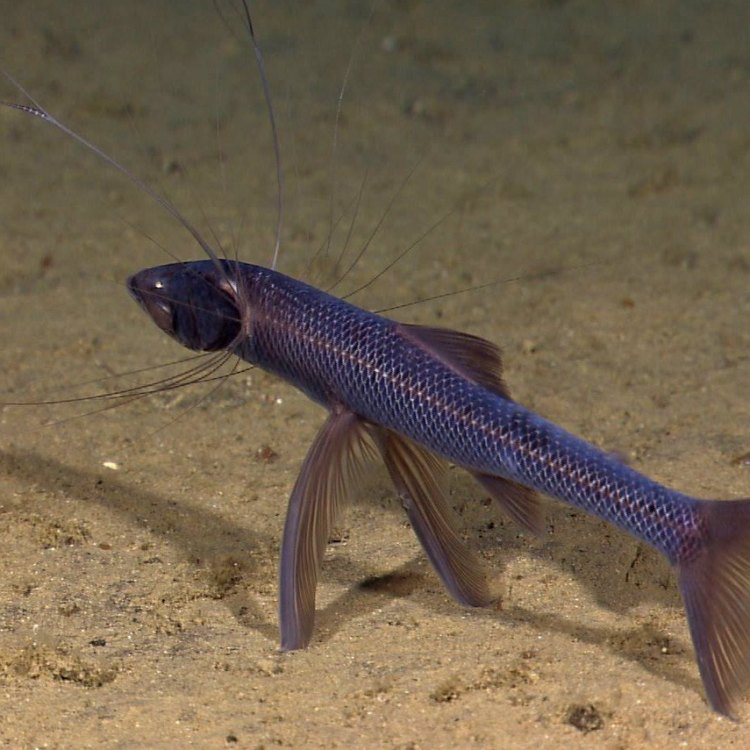 The Mysterious Tripod Fish: A Creature of the Deep Sea