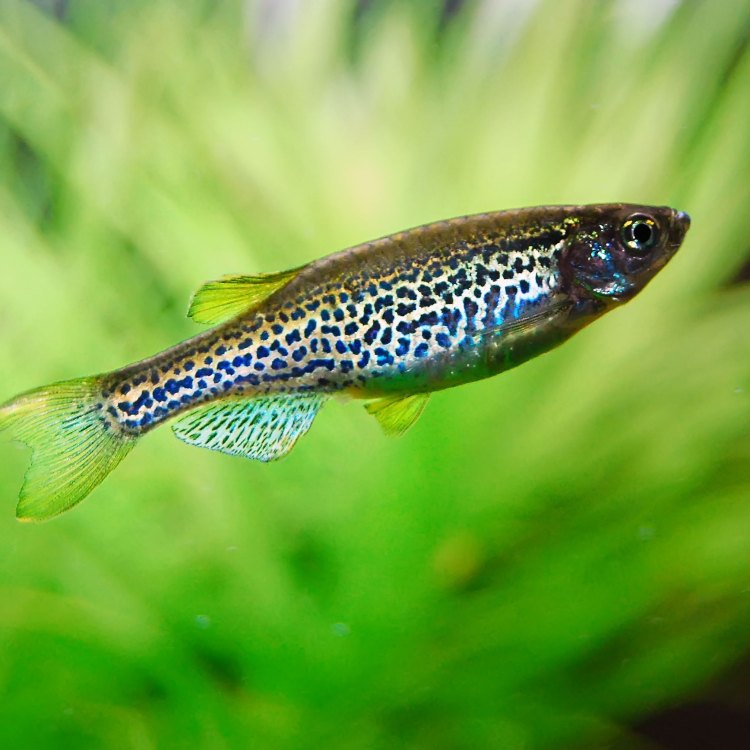 The Graceful Barred Danio: A Stunning Freshwater Fish