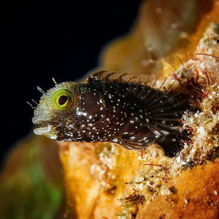 The Colorful World of Blennies: A Fascinating Guide to this Unique Fish